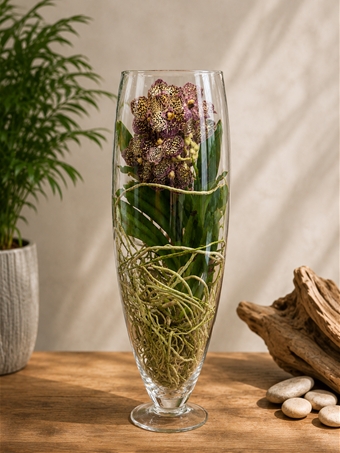 Vanda Orkide